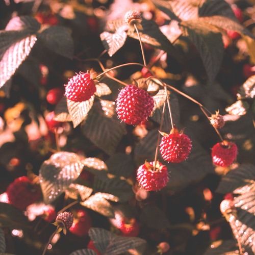 Dimatis - Framboise
